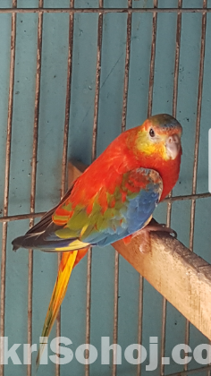 টারকুইজিন পাখি